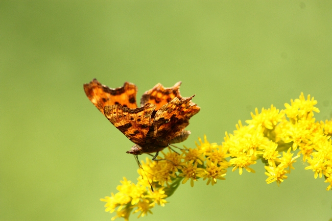 Farfalle e ambienti del parco del Ticino